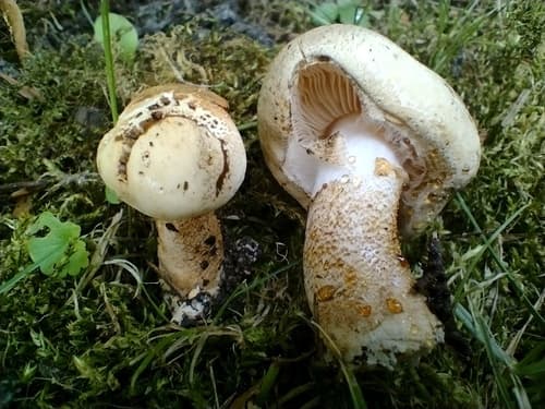 Lepiota fracida
