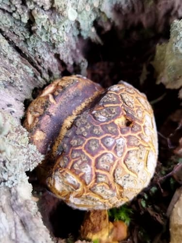 Tęgoskór cytrynowy