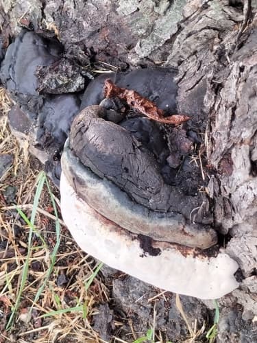 Phellinus nigricans