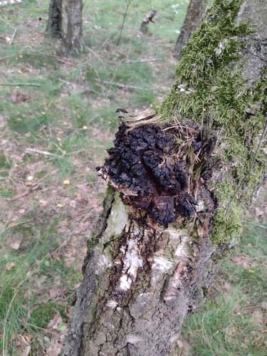 Błyskoporek podkorowy