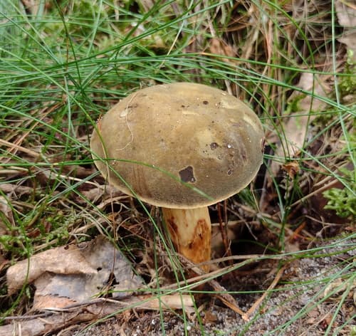 Podgrzybek zajączek