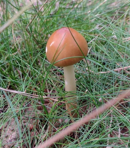 Muchomor rdzawobrązowy