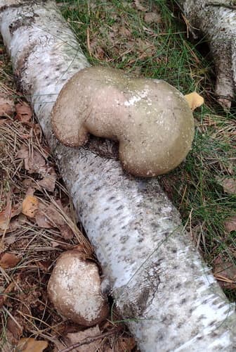 Białoporek brzozowy