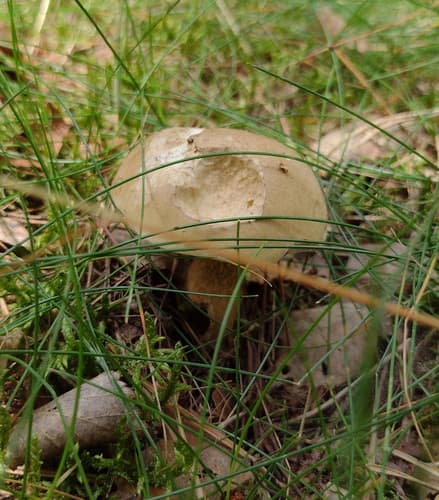 Goryczak żółciowy