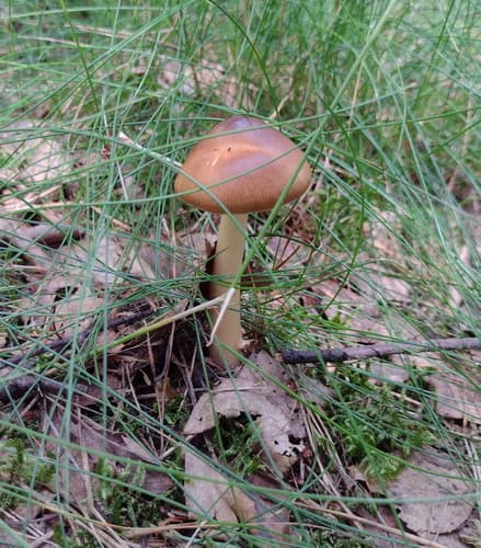 Muchomor rdzawobrązowy