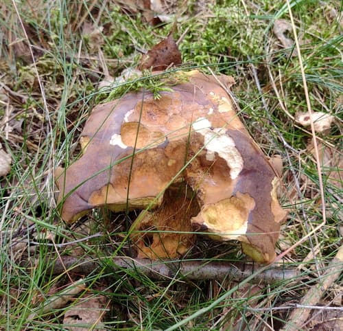 Podgrzybek brunatny