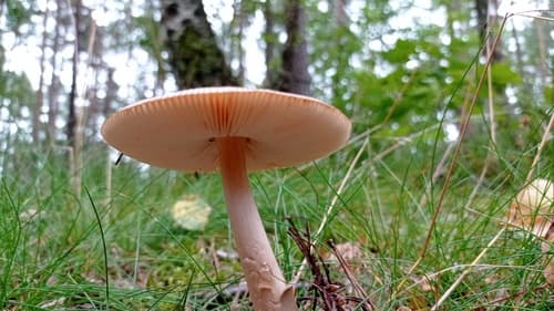 Muchomor rdzawobrązowy
