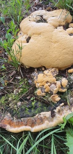 Guzoczyrka dębowa
