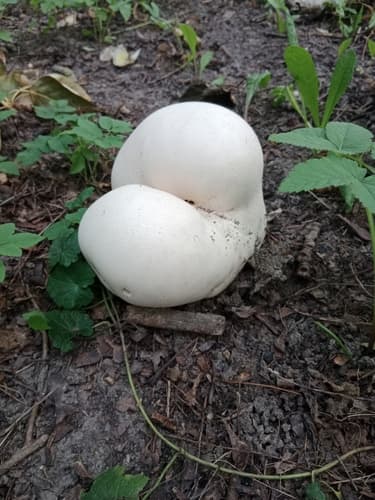 Czasznica olbrzymia
