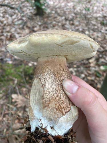 Boletoideae