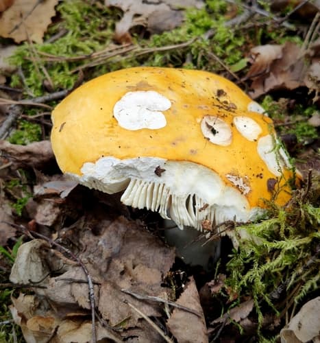 Gołąbek jasnożółty