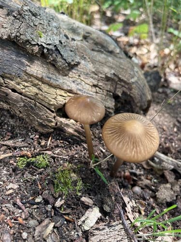 Oudemansiella