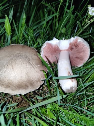 Pieczarka łąkowa