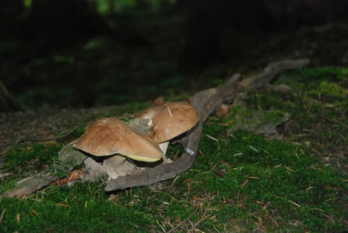 Borowik szlachetny