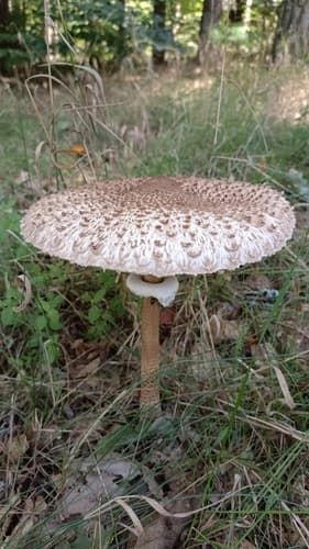 Czubajka kania