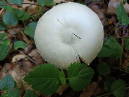 Pieczarkowce