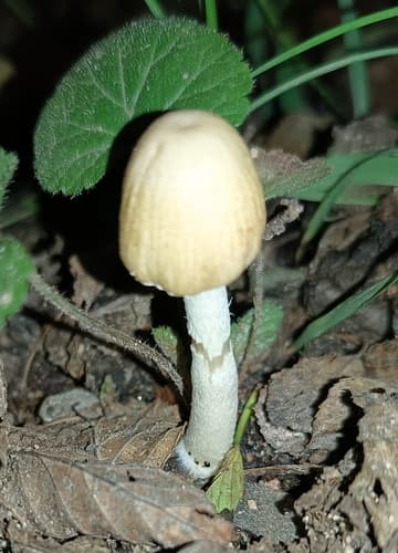 Pieczarkowce