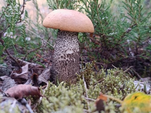 Leccinum