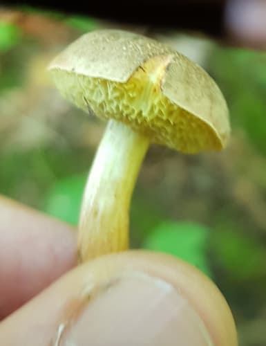 Xerocomellus