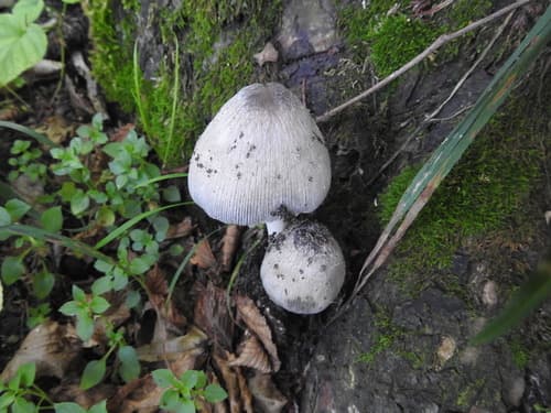 Coprinopsis