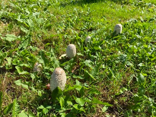 Czernidłak kołpakowaty