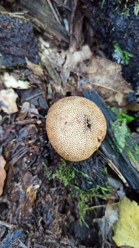 Tęgoskór cytrynowy