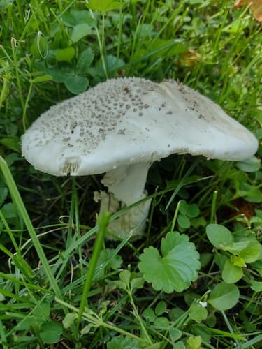 Muchomor jeżowaty
