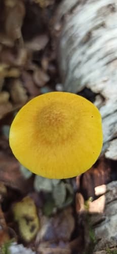 Pluteus leoninus