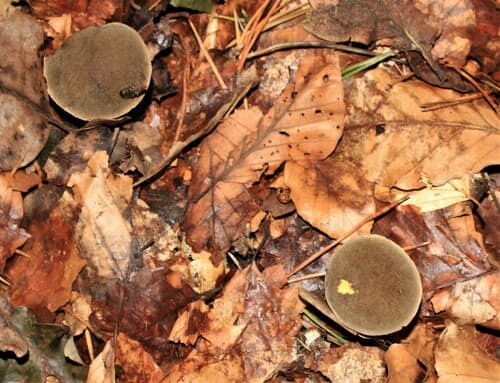 Xerocomellus