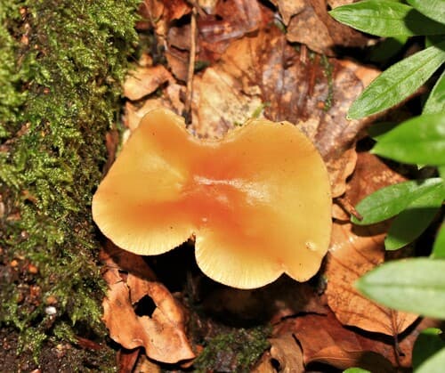 Pieczarkowce