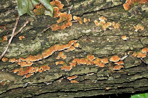 Pieczarniaki