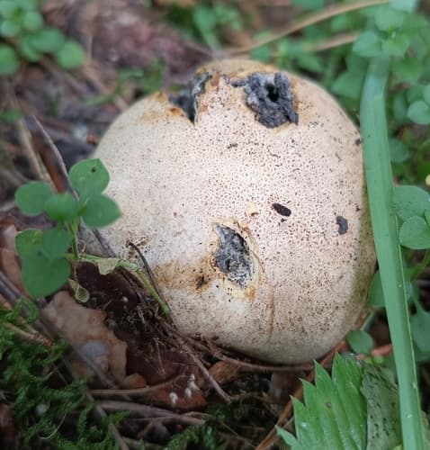 Tęgoskór cytrynowy