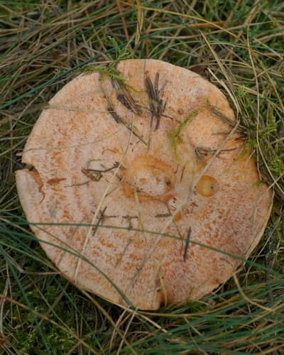 mleczaj rydz