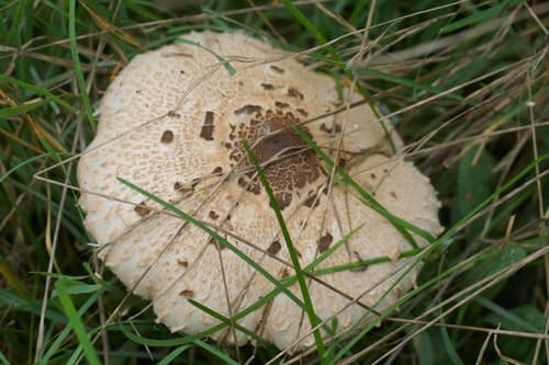 Czubajka kania