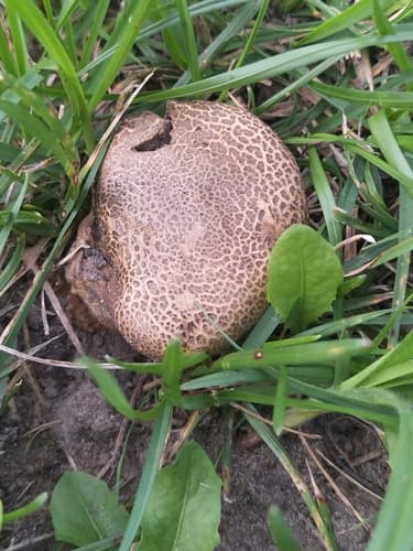 Tęgoskór