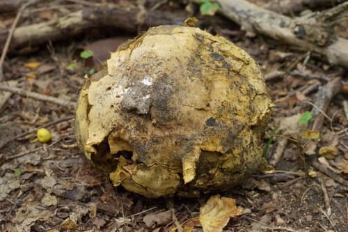 Czasznica olbrzymia