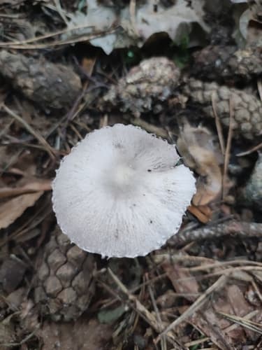 Kruchaweczka zaroślowa