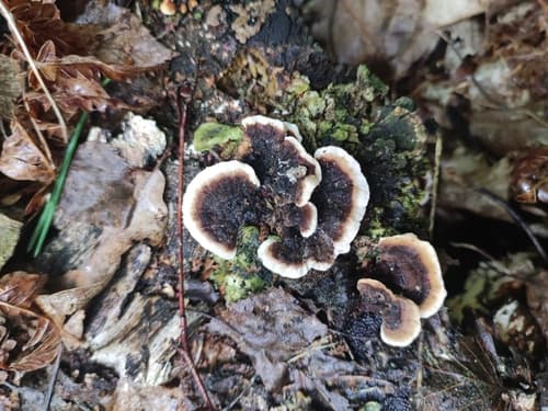 Chropiatka pospolita