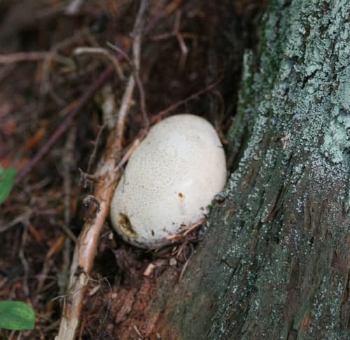 Tęgoskór cytrynowy