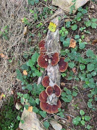 Smolucha świerkowa