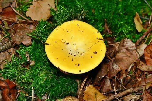 Gołąbek jasnożółty