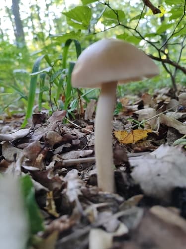Muchomor rdzawobrązowy