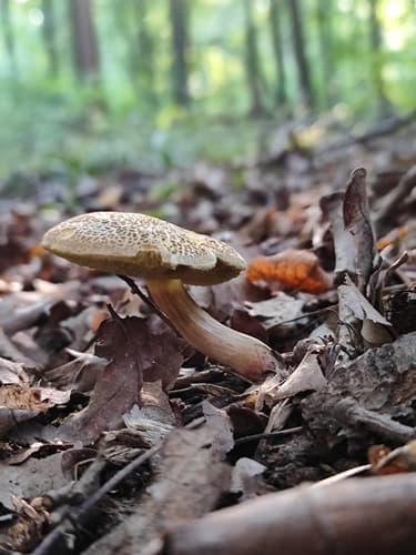 Suchogrzybek obciętozarodnikowy