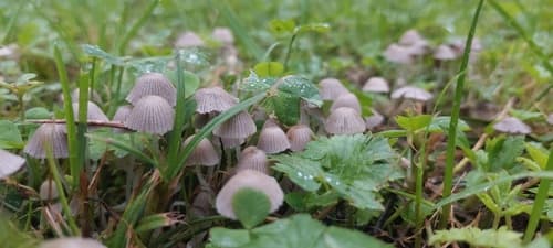 Czernidłak gromadny