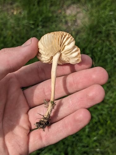 Twardzioszek przydrożny