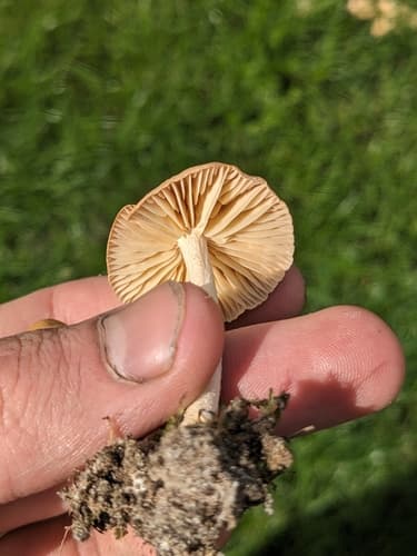 Pieczarkowce