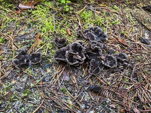 Chropiatka pospolita