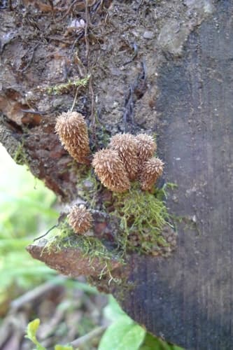 Kubek prążkowany