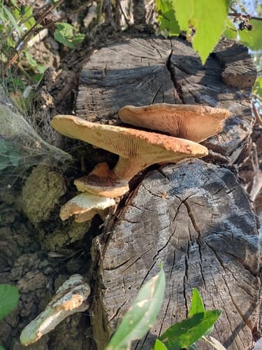 Neolentinus degener