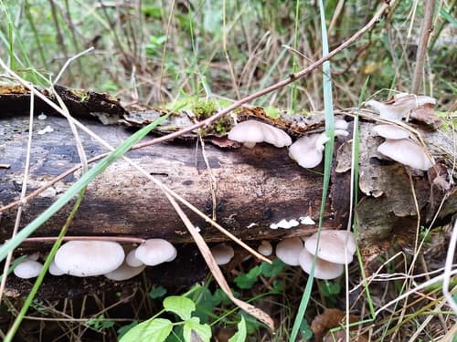 Pleurotus ostreatus